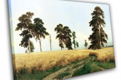 Рожь
